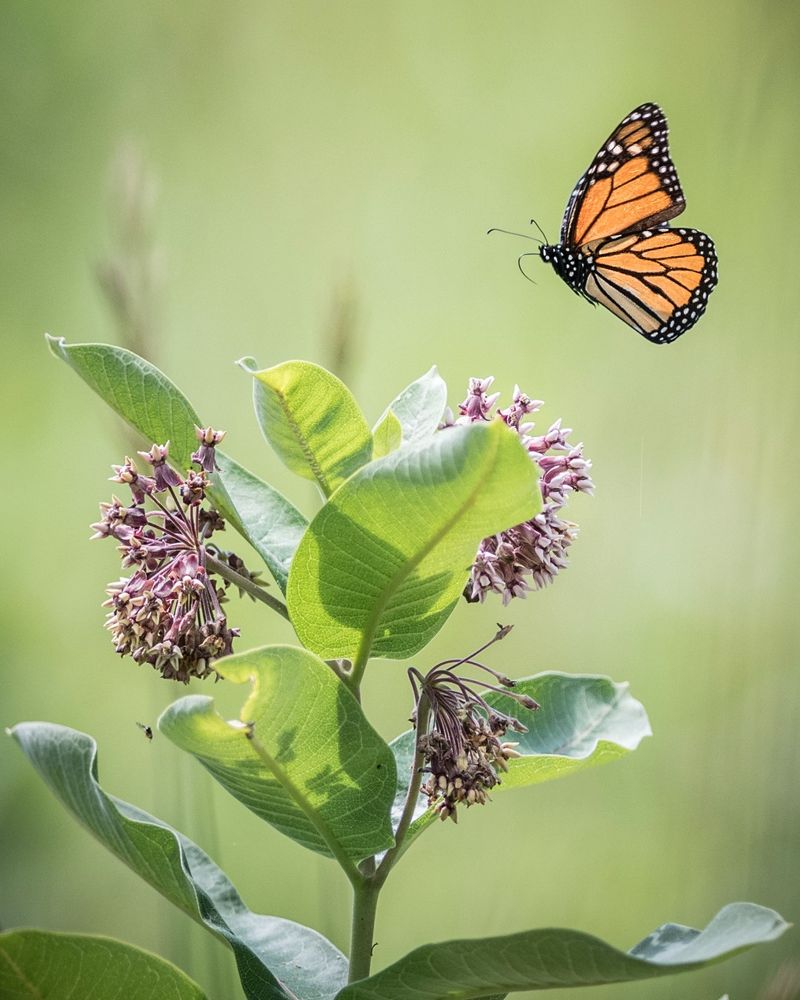 Iowa's Role In The Monarch's Summer Breeding Range Iowa's Role In The Monarch's Summer Breeding Range
