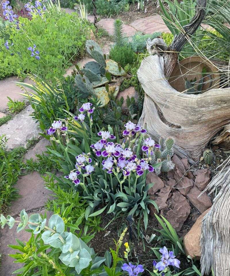 Iris Can Settle Into Garden Beds During September