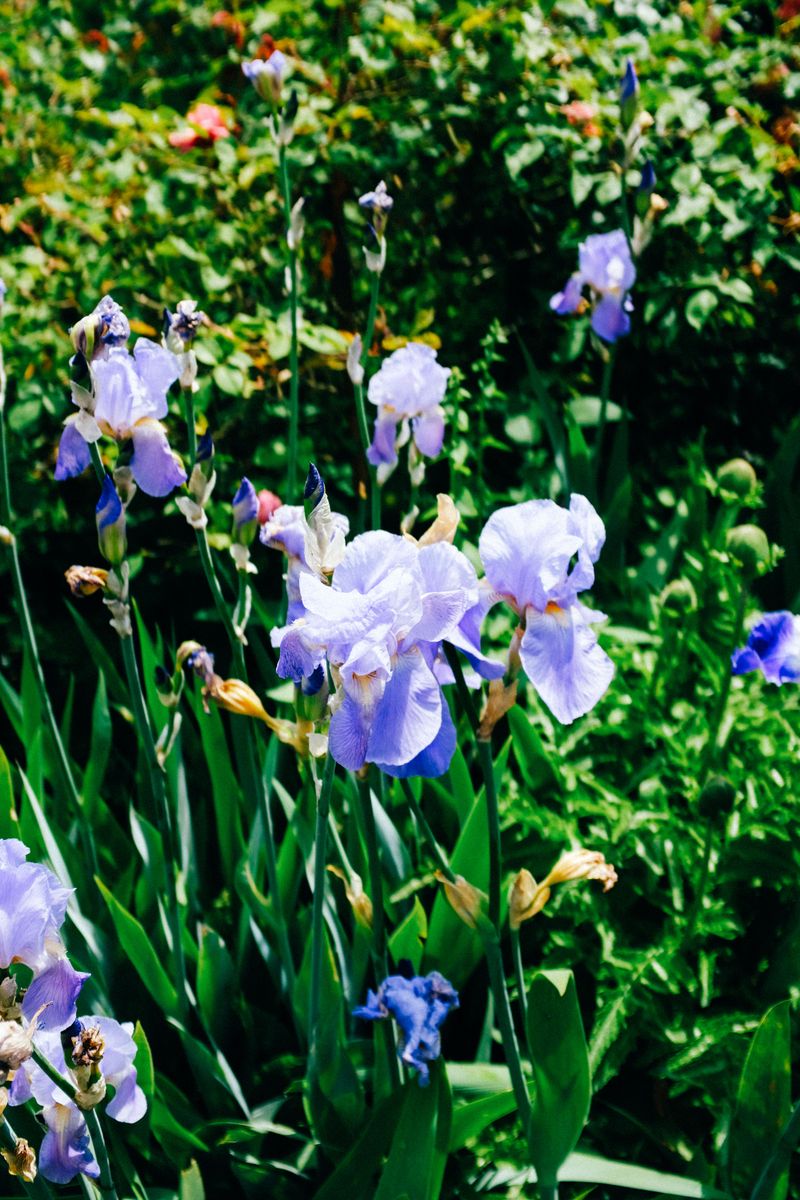 Irises Benefit From Division Before Fall