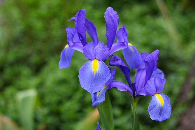 Irises Multiply And Bloom For Years Irises Multiply And Bloom For Years
