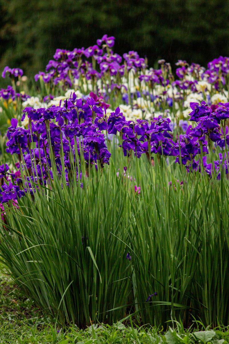 Irises