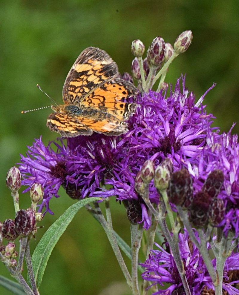 Ironweed Brings Deep Purple Heat Ironweed Brings Deep Purple Heat