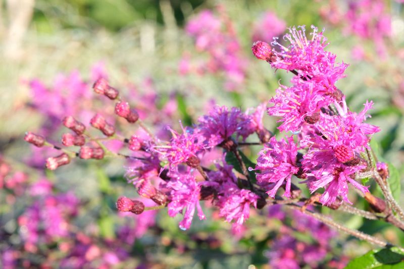 Ironweed Seed Heads Earn Their Place In The Winter Garden