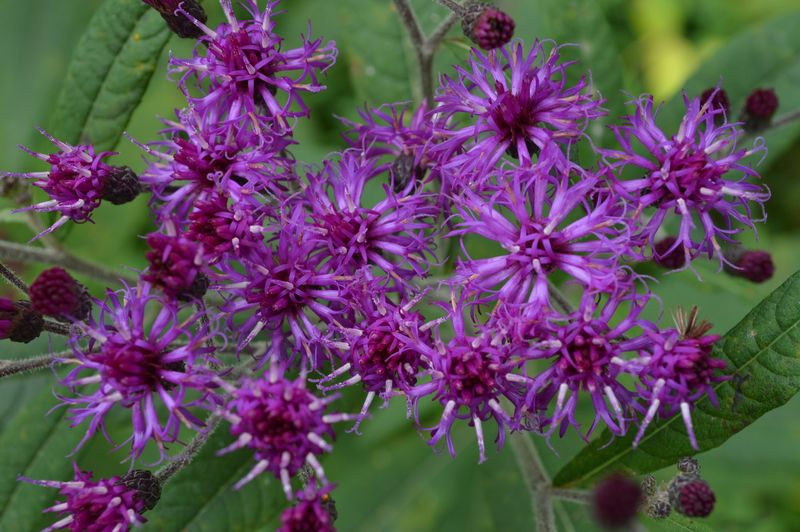 Ironweed