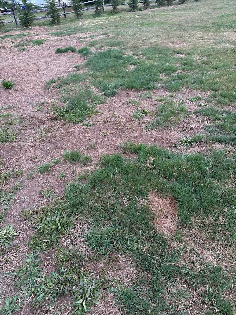 Irregular Brown Patches Can Reveal Trouble Below The Grass Irregular Brown Patches Can Reveal Trouble Below The Grass