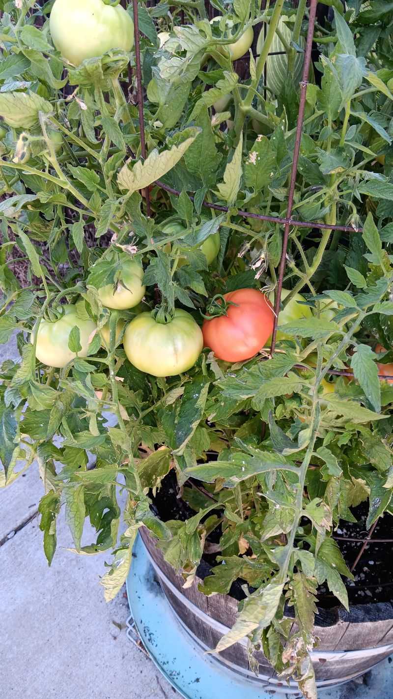 Irregular Watering Can Slow Fruit Set
