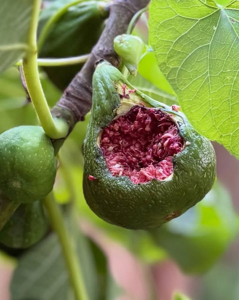 Irregular Watering Causes Figs To Split Open