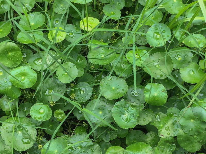 Irrigation Leaks May Keep One Spot Constantly Damp