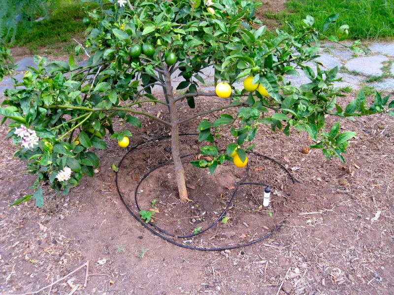 Irrigation Reaches The Entire Root Zone