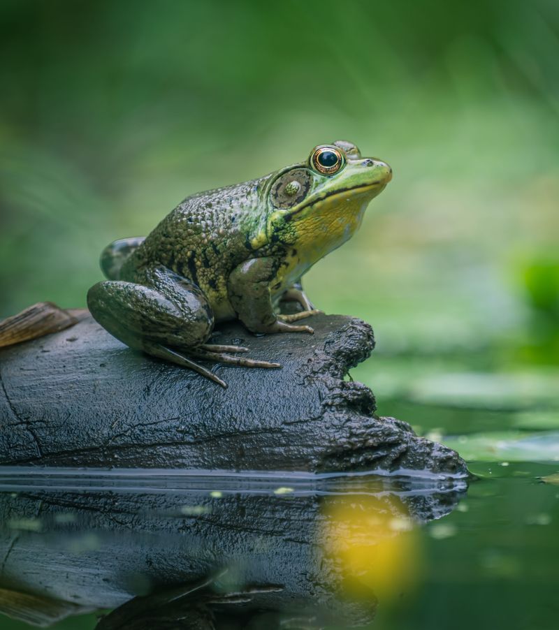 Is It Good Or Bad To Have Frogs Around