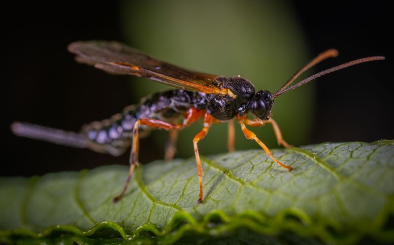 Is This Wasp Safe For Humans And Other Insects Is This Wasp Safe For Humans And Other Insects