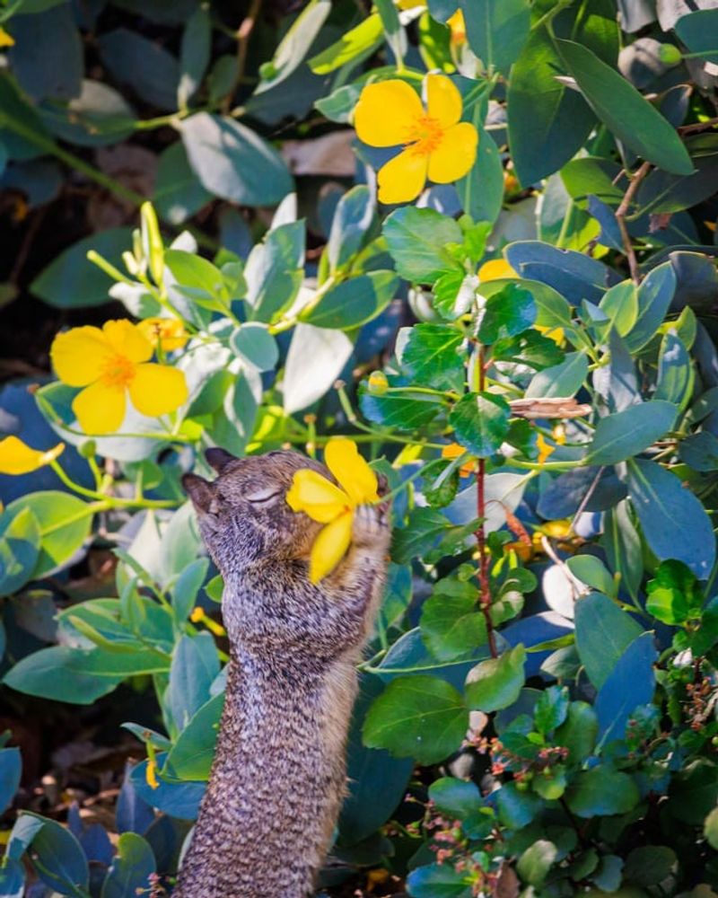 Island Bush Poppy Stays Tidy In Dry Gardens Island Bush Poppy Stays Tidy In Dry Gardens