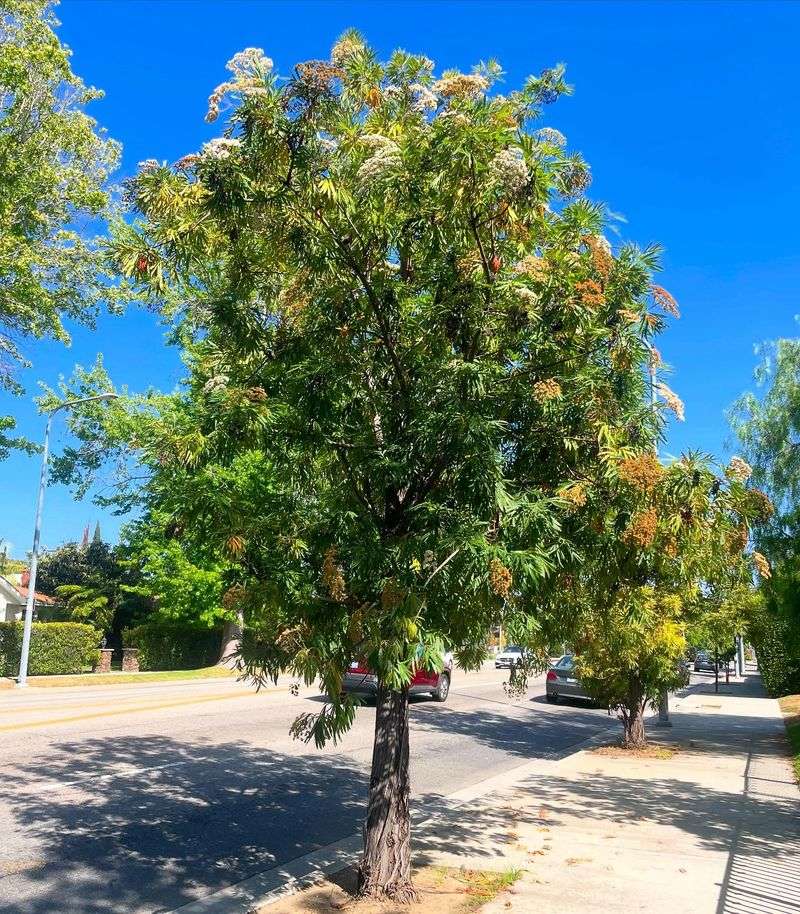 Island Ironwood Stays Attractive With Minimal Tidying Island Ironwood Stays Attractive With Minimal Tidying