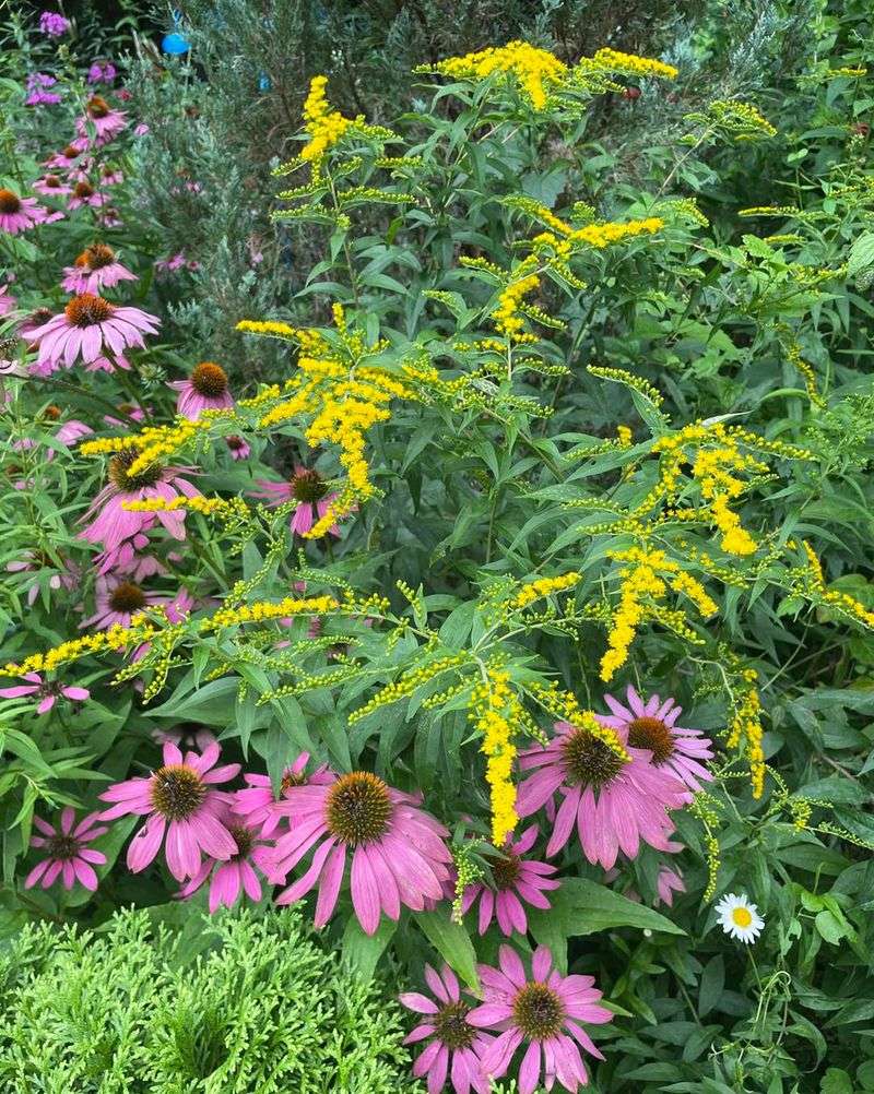 It Adds Color To Late-Summer Gardens