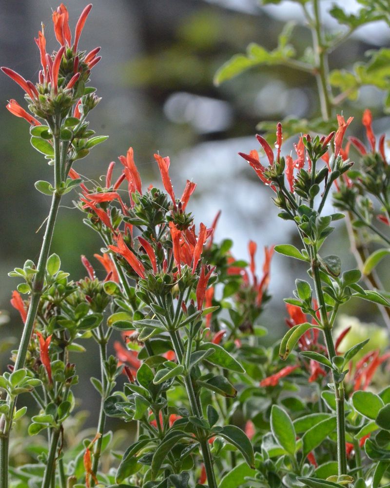 It Adds Color When Summer Beds Start Fading