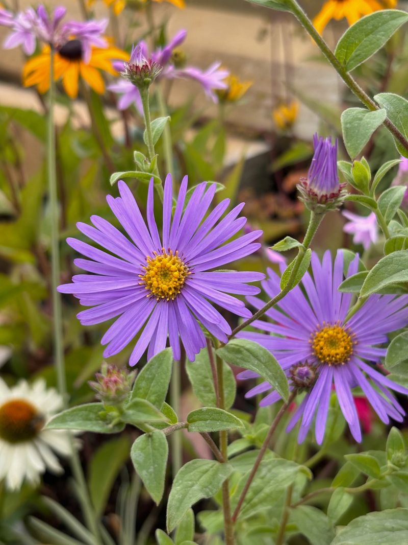 It Adds Height And Strong Color To Borders