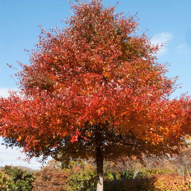 It Also Works As A Medium-Sized Shade Tree