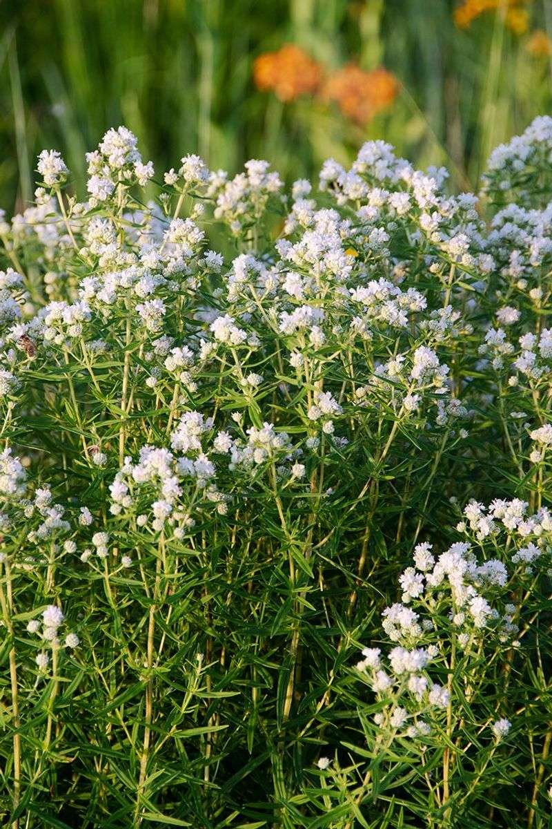 It Blooms For Weeks In Summer It Blooms For Weeks In Summer