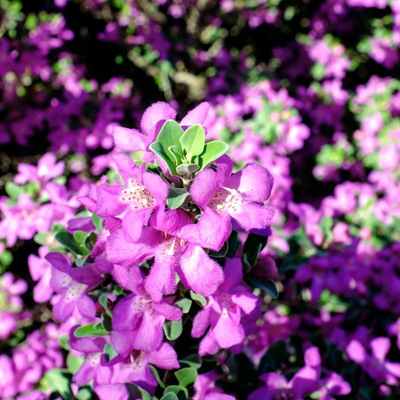 It Brings Color When Summer Gardens Struggle