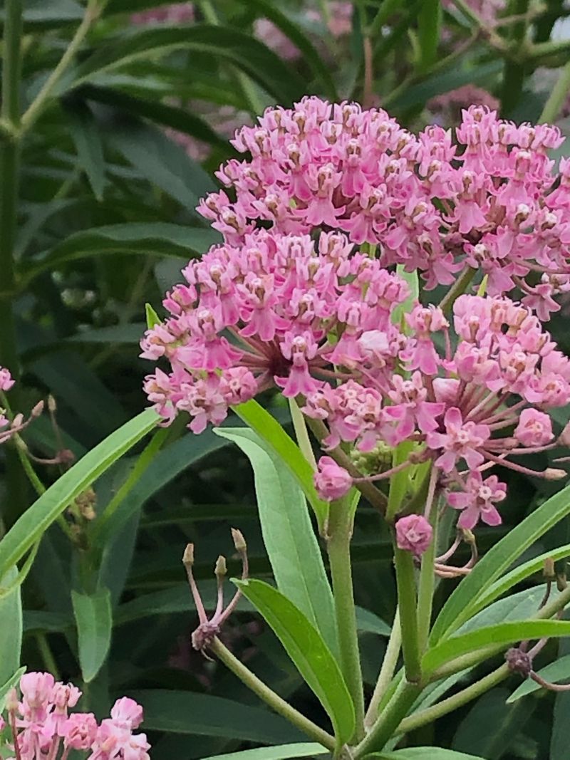 It Brings Tall Pink Flowers To Summer Beds It Brings Tall Pink Flowers To Summer Beds