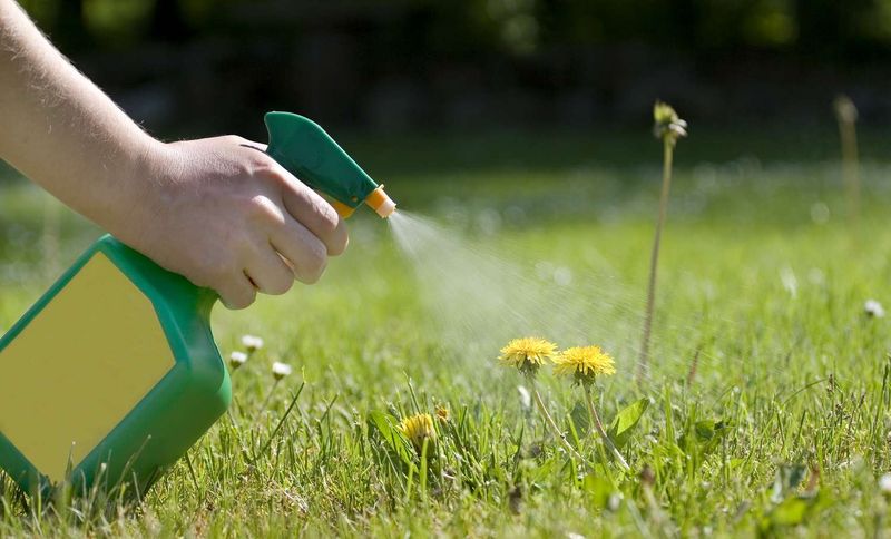 It Can Damage Your Lawn Too It Can Damage Your Lawn Too