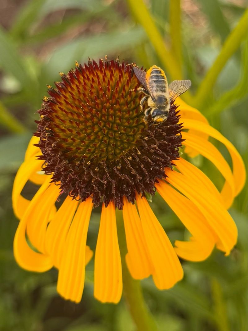 It Can Support More Than Hoverflies Around Aphids