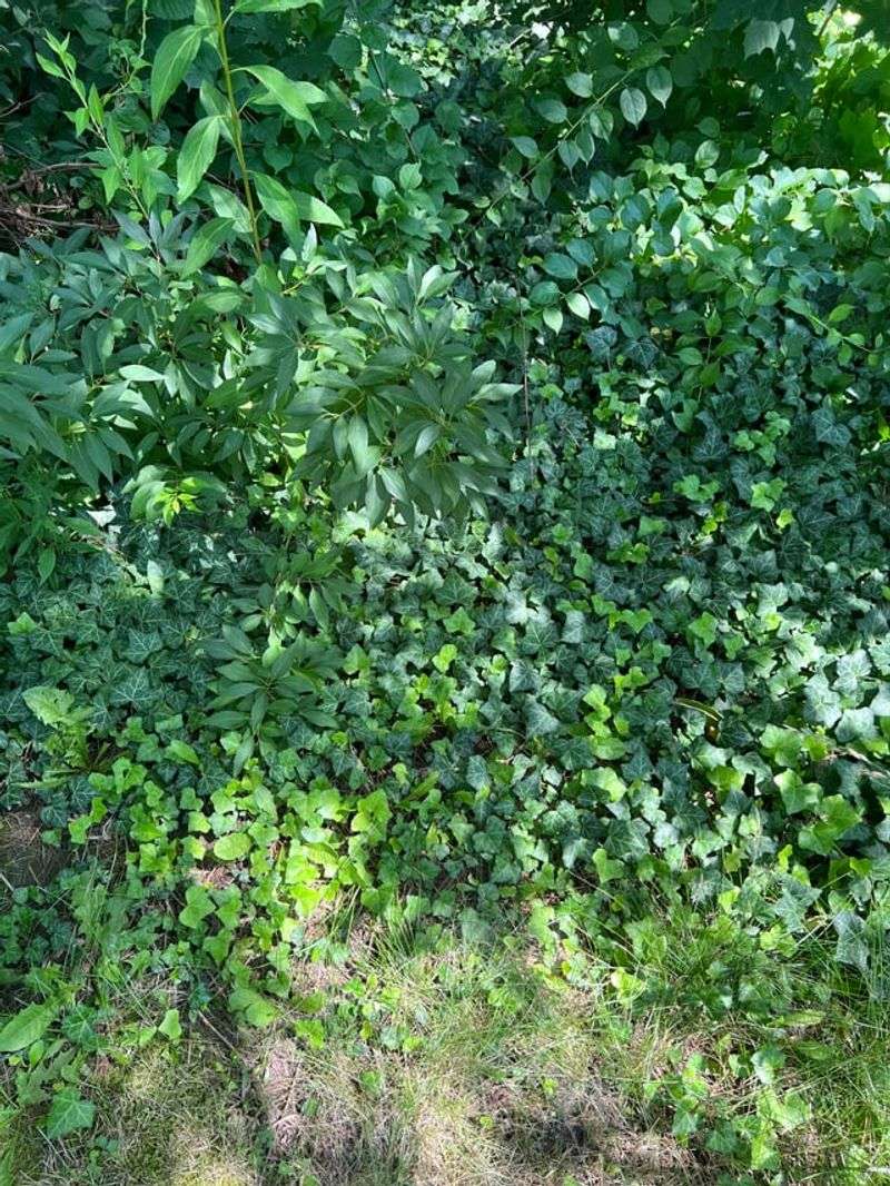 It Can Tangle Around Irrigation And Landscape Edging It Can Tangle Around Irrigation And Landscape Edging