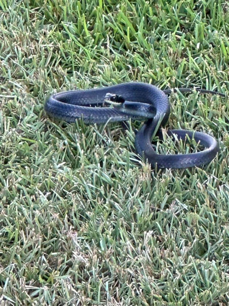 It Could Be A Black Racer