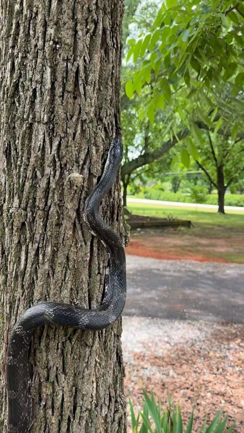 It Could Be A Rat Snake