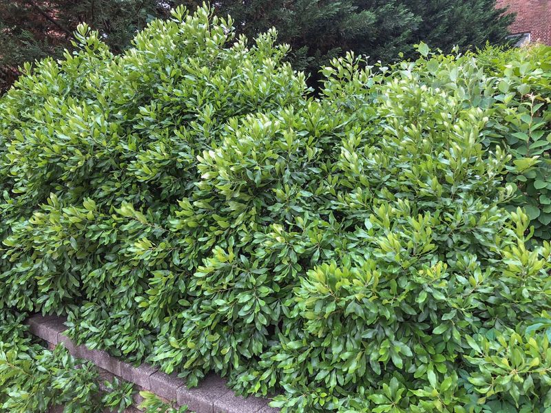 It Creates A Dense Natural Hedge
