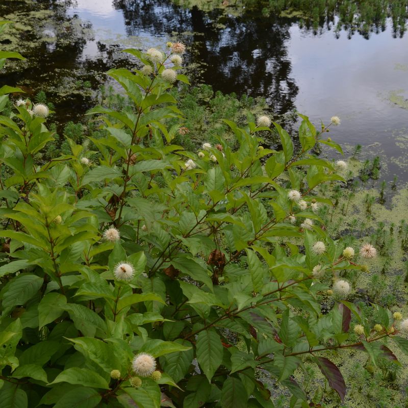 It Creates Valuable Wildlife Habitat
