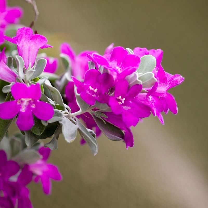 It Delivers Color Without Constant Watering