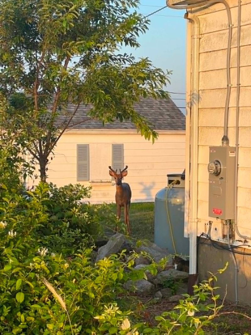 It Does Not Always Mean Deer Are Overpopulating Your Yard It Does Not Always Mean Deer Are Overpopulating Your Yard