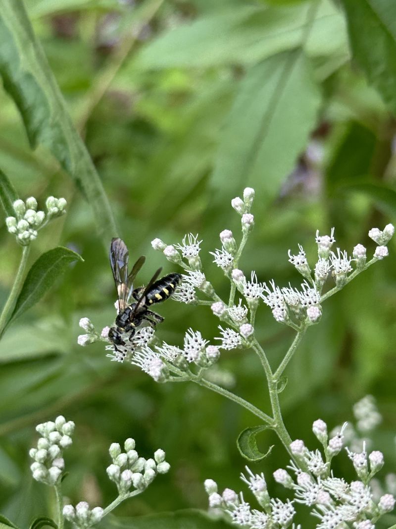 It Draws In Tiny Predators