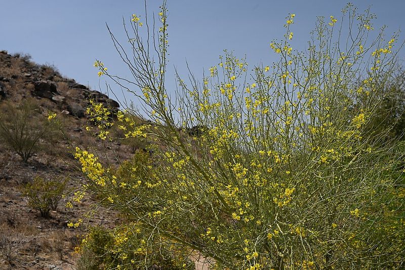 It Grows Well In Desert Soil