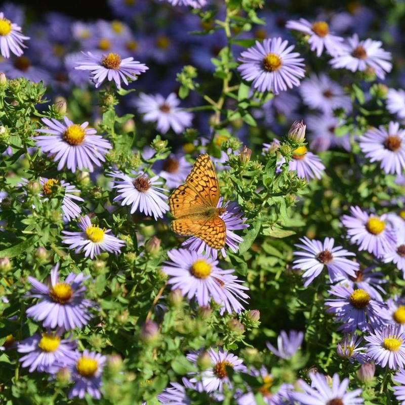 It Handles Dry, Sunny Pennsylvania Gardens