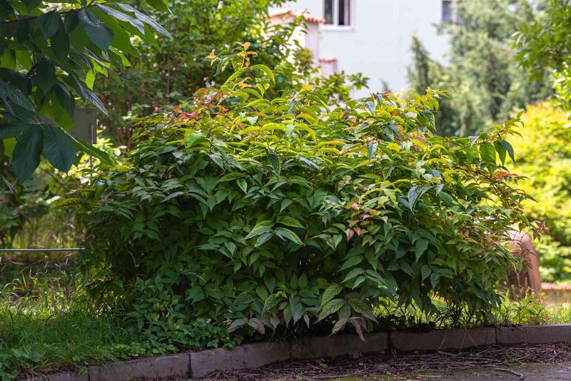 It Handles Informal Pruning Better Than Constant Tight Shearing