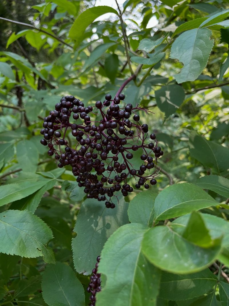 It Handles Moist Pennsylvania Soils Especially Well