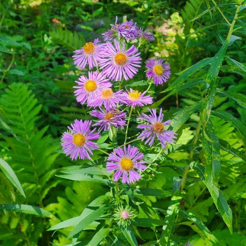 It Handles More Moisture Than Many Prairie Flowers It Handles More Moisture Than Many Prairie Flowers