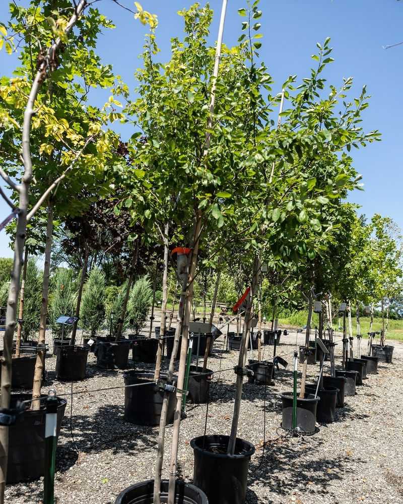 It Handles More Than One Soil Condition It Handles More Than One Soil Condition