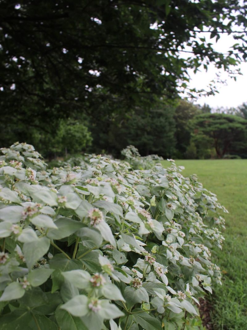 It Helps Fill Bare Ground It Helps Fill Bare Ground