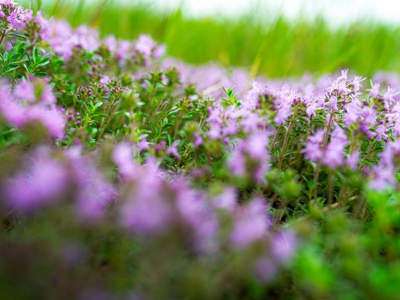 It Helps Fill Spaces Where Weeds Start It Helps Fill Spaces Where Weeds Start