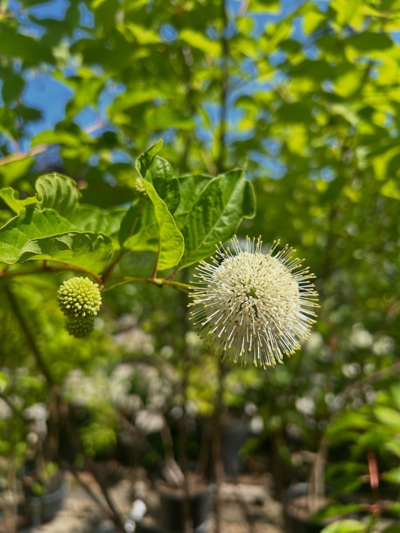 It Is Native Across North Carolina