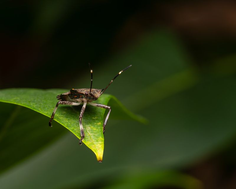It Is Not A Beetle It Is Not A Beetle