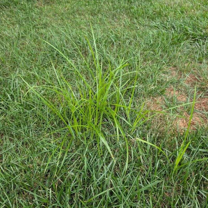 It Is Not Actually A Grass It Is Not Actually A Grass