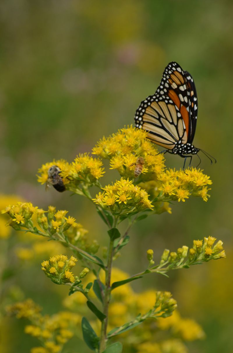 It Is Often Blamed For The Wrong Allergy Problem