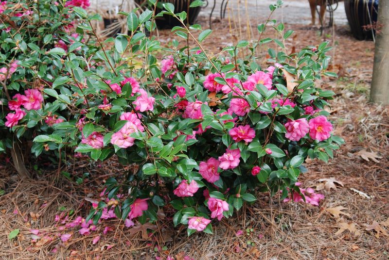 It Is Suited To Much Of North Carolina's Coastal Plain And Piedmont It Is Suited To Much Of North Carolina's Coastal Plain And Piedmont