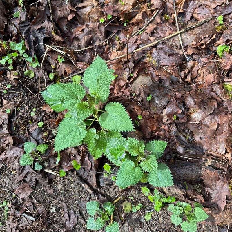 It Loves Rich Moist Ground