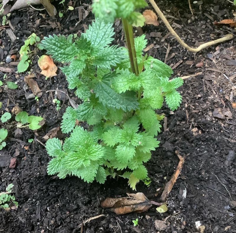 It Loves Rich Soil It Loves Rich Soil
