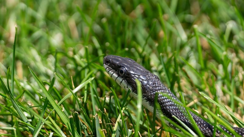 It May Be Helping With Natural Pest Control It May Be Helping With Natural Pest Control